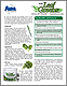 Leaf Greens - Highest Quality, Premium Green Juice Powder