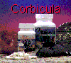 Corbicula